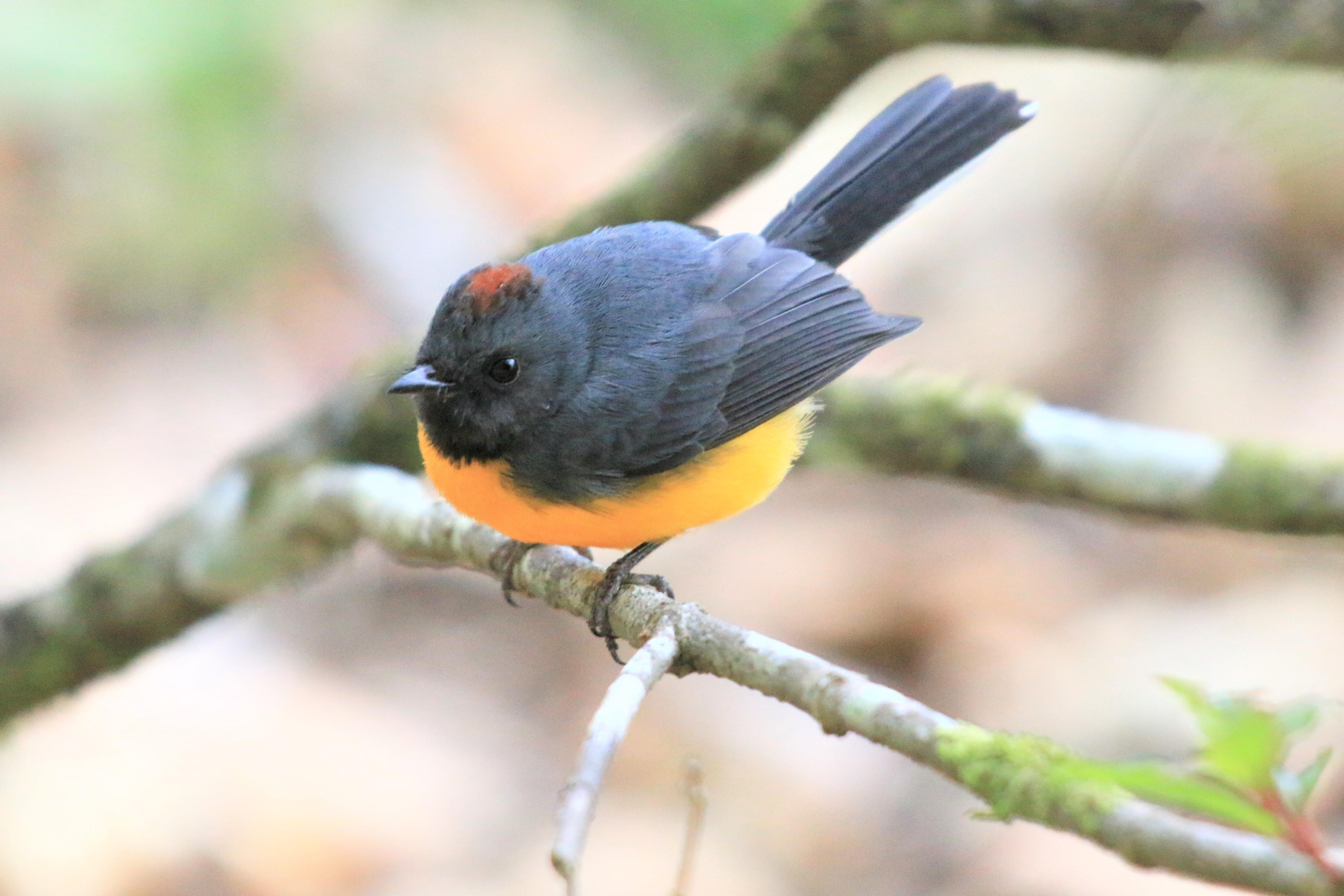 Costa Rica